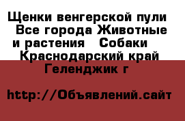 Щенки венгерской пули - Все города Животные и растения » Собаки   . Краснодарский край,Геленджик г.